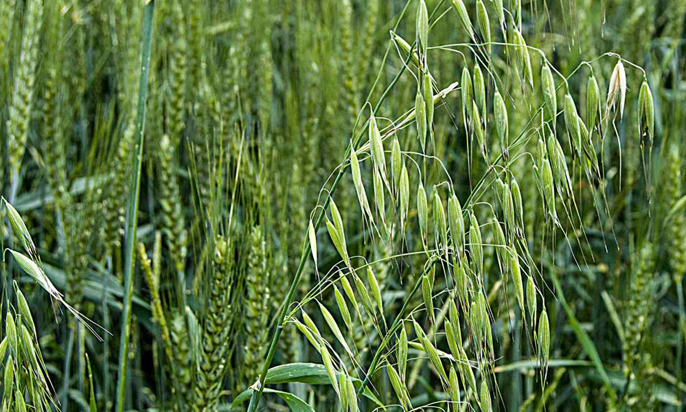 Is oat straw good for dogs and cats? by PetWell